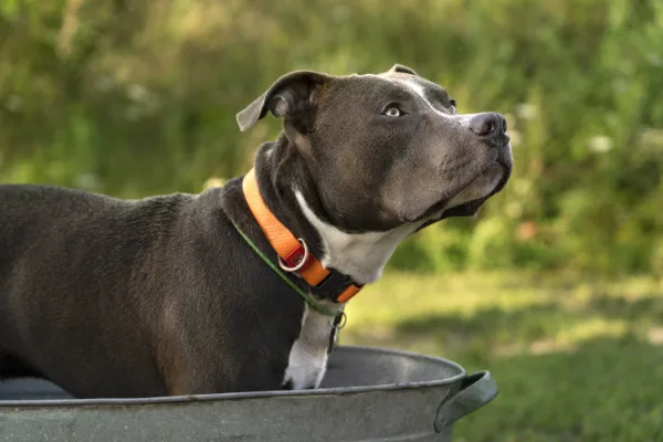 Batterie für Hundehalsband